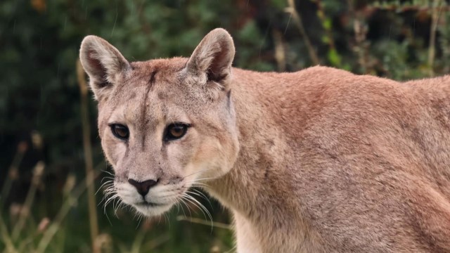 A close-up of a puma with a focused expression, surrounded by blurred green foliage.