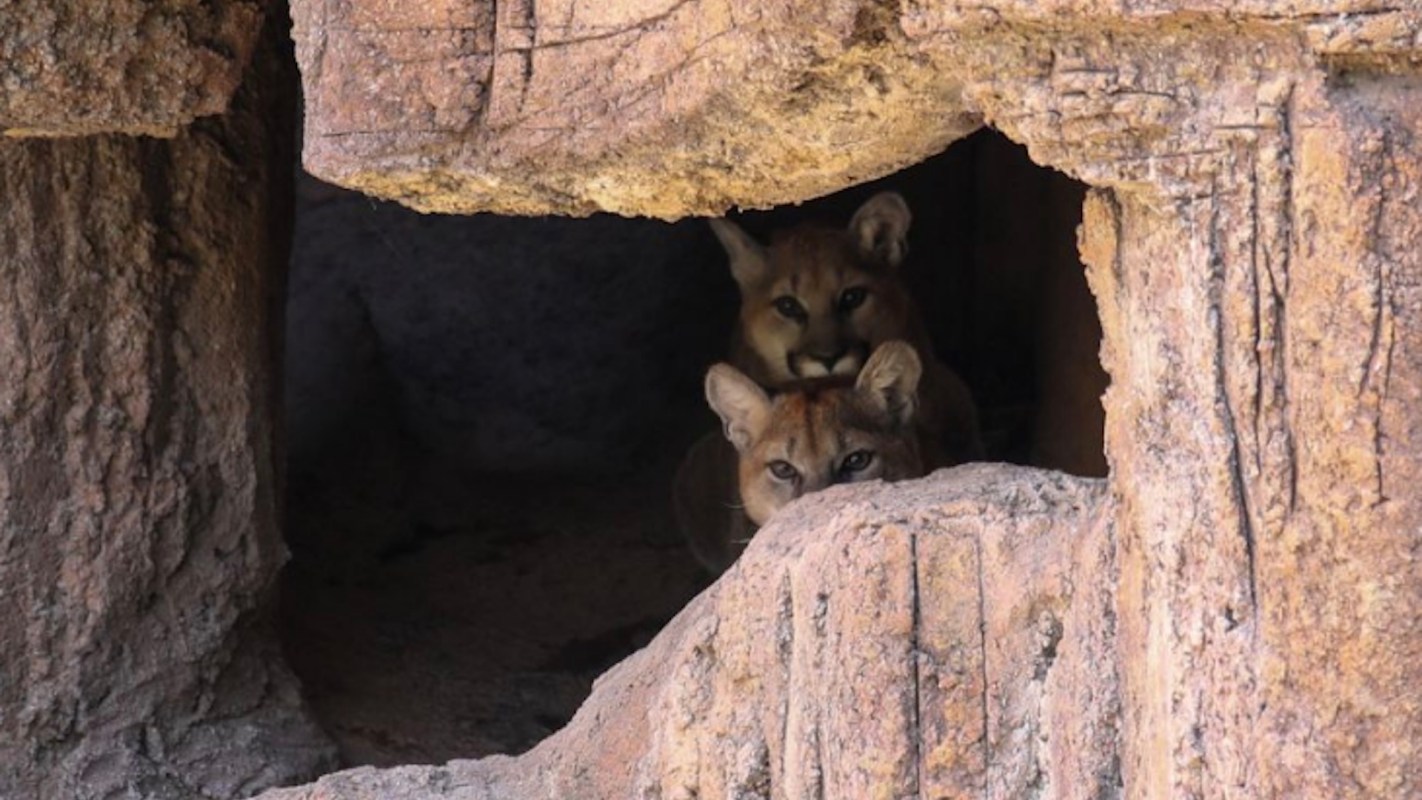 Two young mountain lions peek out from a rocky cave entrance.