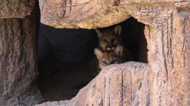 Two young mountain lions peek out from a rocky cave entrance.