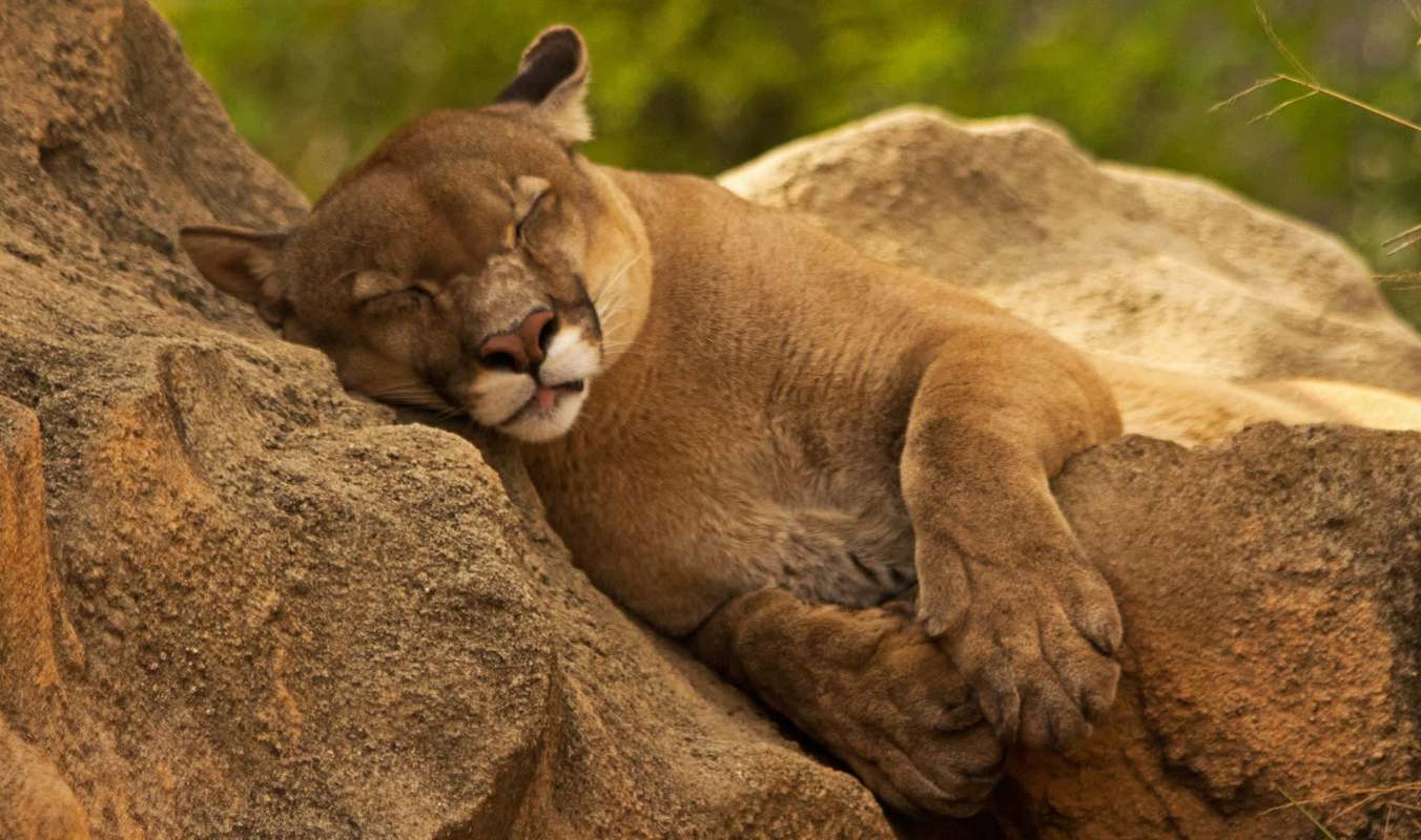 A sleeping mountain lion rests its head on a rocky surface, surrounded by greenery.