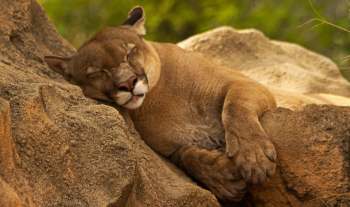 A sleeping mountain lion rests its head on a rocky surface, surrounded by greenery.