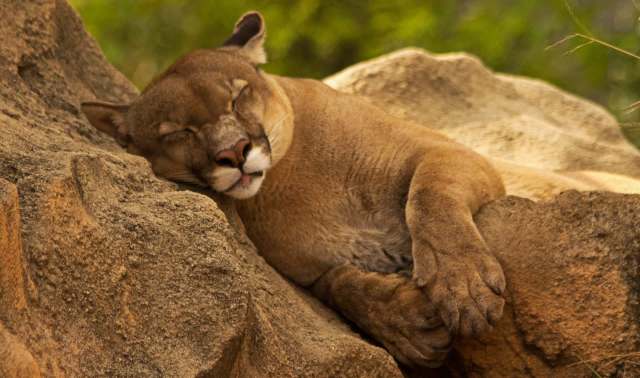 A sleeping mountain lion rests its head on a rocky surface, surrounded by greenery.
