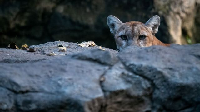A mountain lion peering out over a large rock.