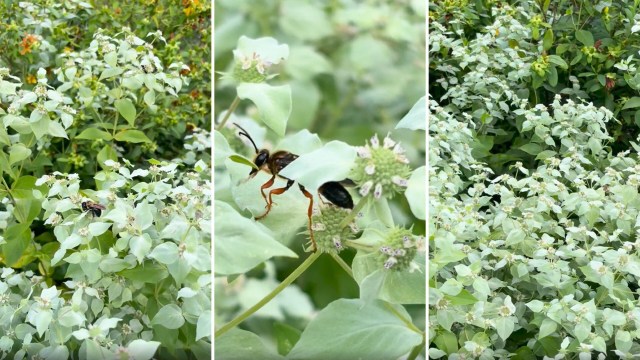 Mountain mint with bees.