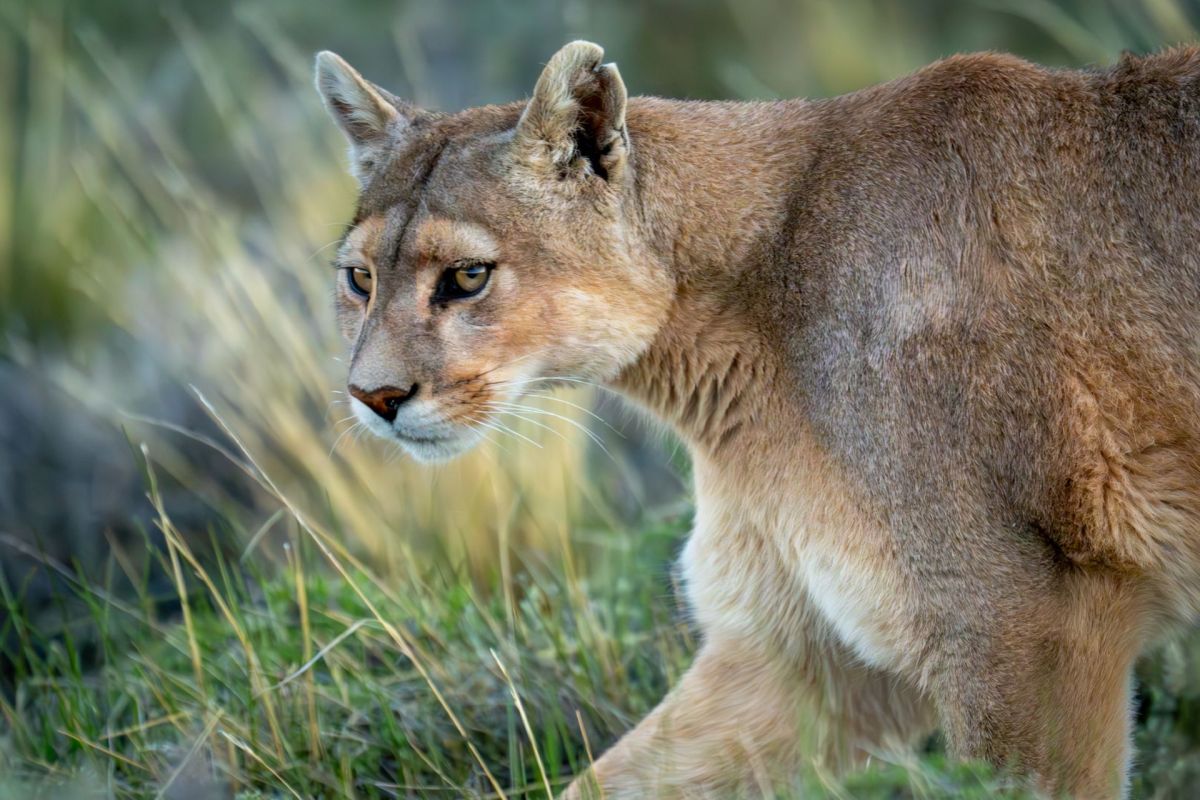 A mountain lion.