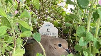 A mourning dove nestled in a planter filled with English thyme.