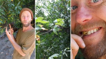 A person smiles while pointing at green fruit on a tree, with close-up shots of leaves and their face.