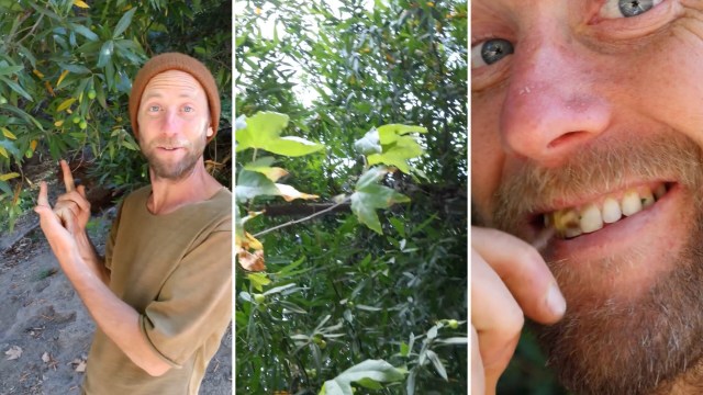 A person smiles while pointing at green fruit on a tree, with close-up shots of leaves and their face.