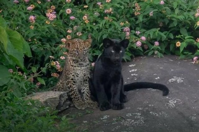 A spotted leopard and a black panther sit side by side in front of colorful flowering plants.