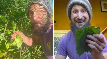 A man with a beard wearing a beanie holds green leaves, smiling and showing them in a well-lit room.