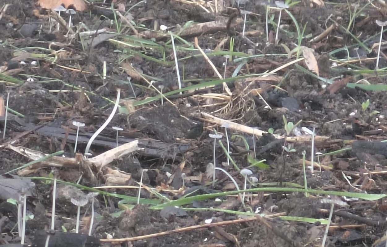A group of small mushrooms growing amid dirt, grass, and scattered plant debris.