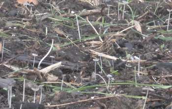 A group of small mushrooms growing amid dirt, grass, and scattered plant debris.