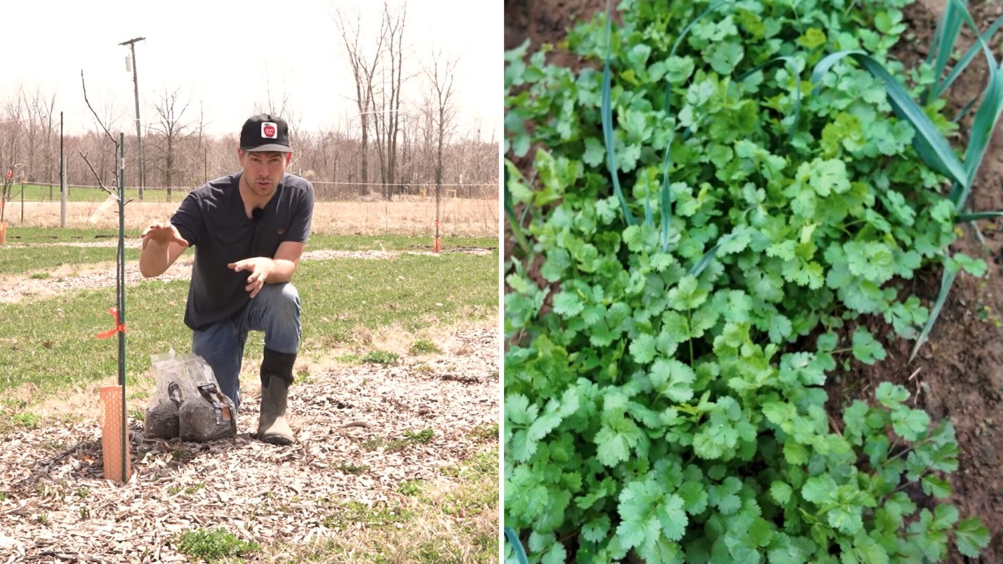 A person demonstrating planting techniques beside a a patch of fresh cilantro.