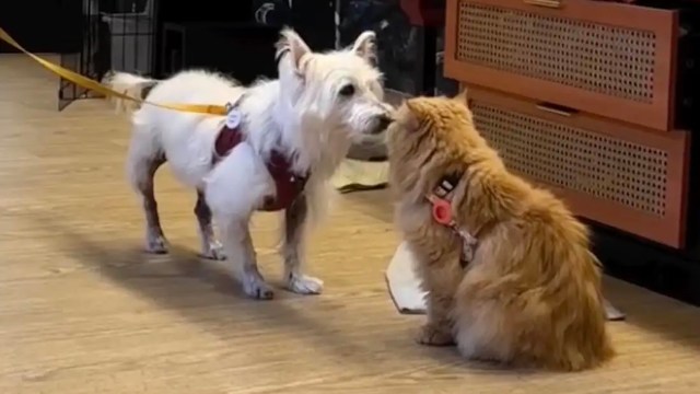 A small white dog and a fluffy orange cat are interacting in a cozy indoor setting.