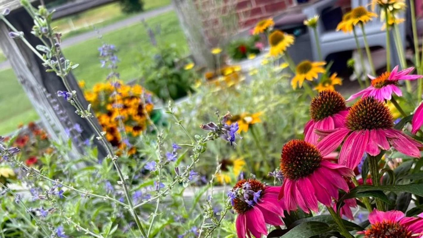 A vibrant garden scene featuring pink coneflowers and assorted colorful wildflowers.