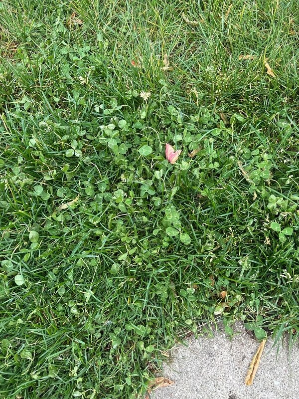 A close-up view of grass interspersed with clover and small green plants on the ground.