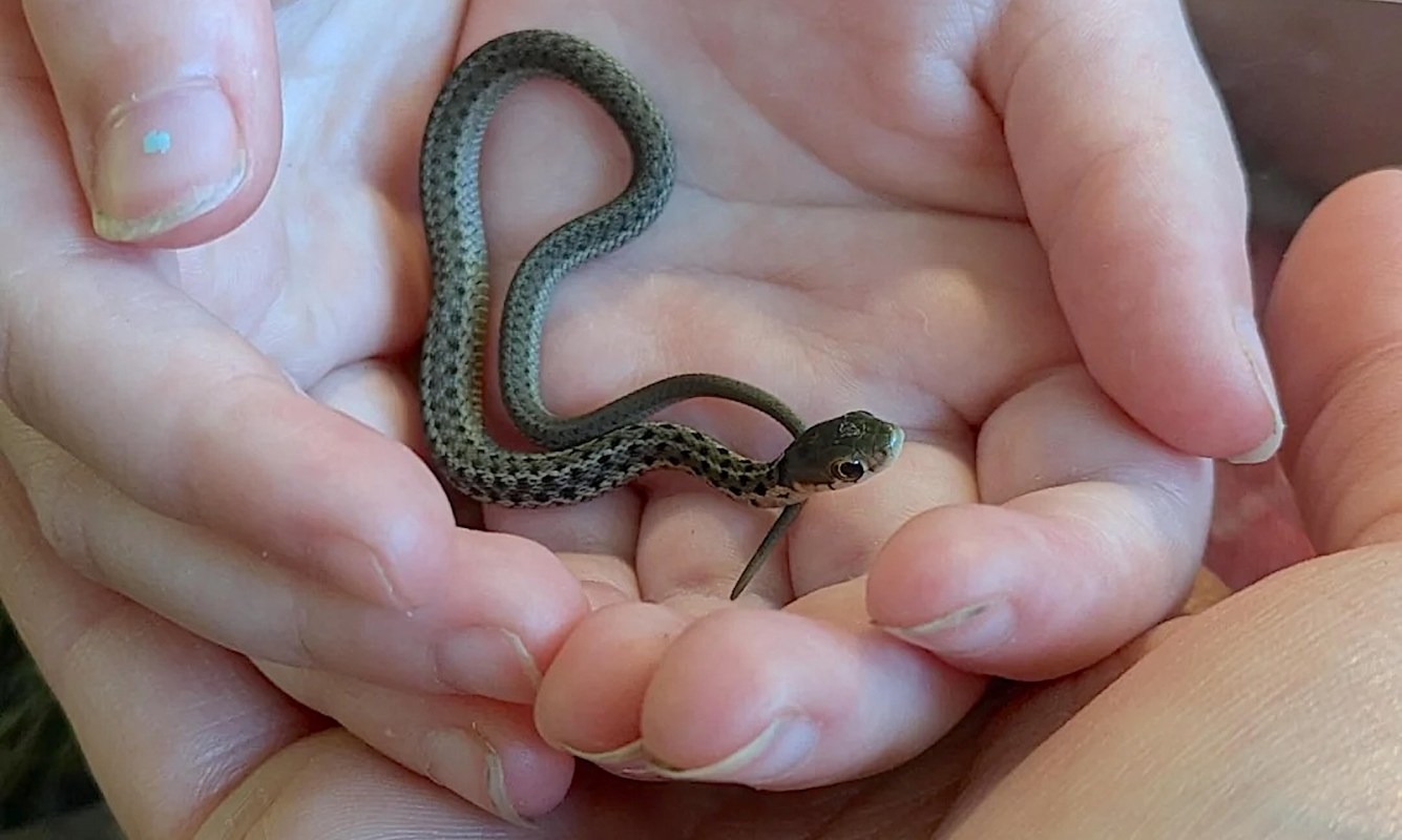 A small snake curled in a child's hands.