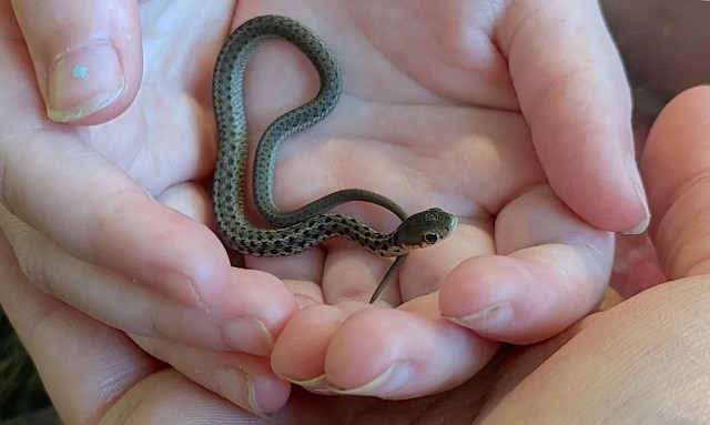 A small snake curled in a child's hands.