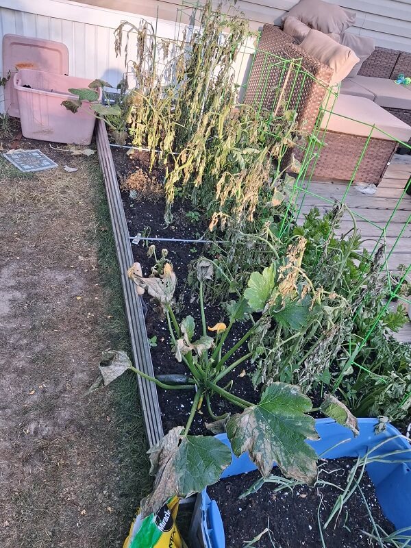 A cluttered outdoor patio with wicker furniture, a grill, and pots among wilting plants.