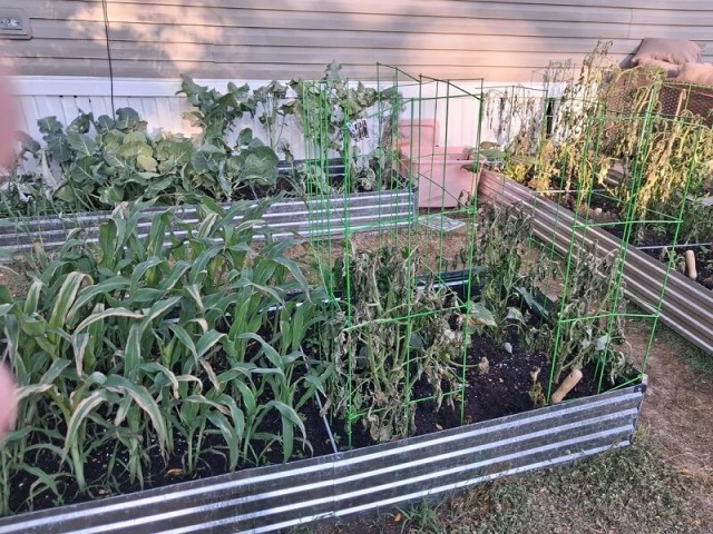 A cluttered outdoor patio with wicker furniture, a grill, and pots among wilting plants.