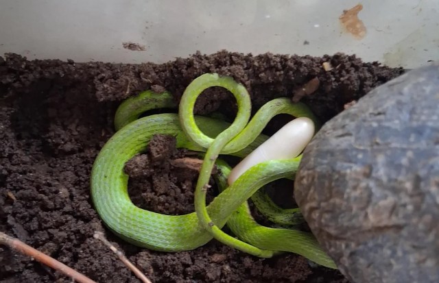 A green snake coiled around a white egg in a soil-filled container.