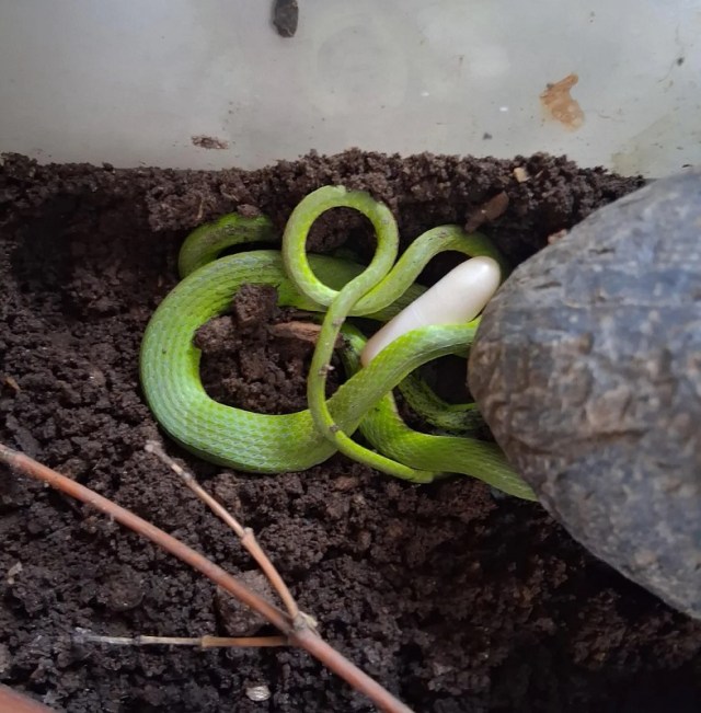 A green snake coiled around a white egg in a soil-filled container.