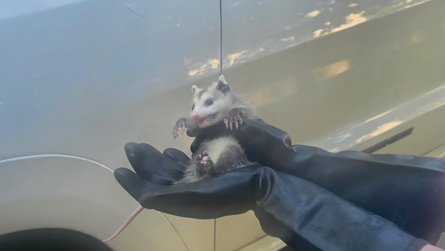 A person in black gloves holds a baby opossum against a light-colored background.