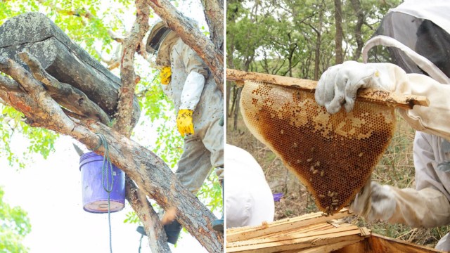 A beekeeper in protective gear extracts honeycomb from a hive in a tree, with bees visible around them.