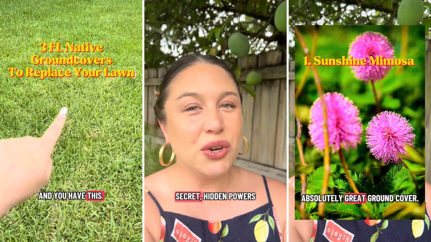 A woman with hoop earrings discusses Florida native groundcovers, with images of grass and pink flowers.