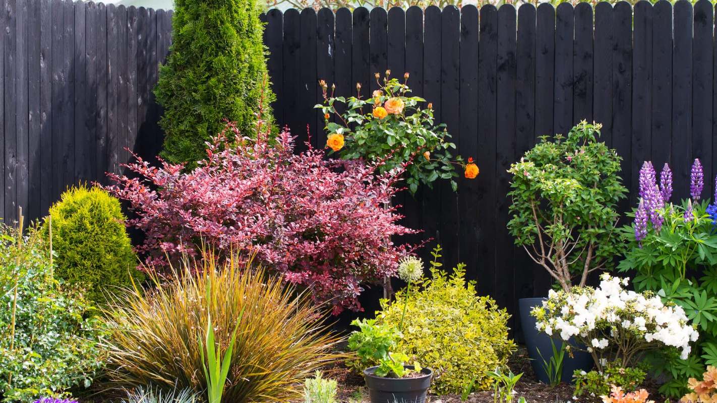 A vibrant garden displaying a variety of colorful flowers and lush greenery against a black wooden fence.