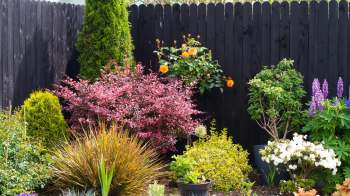 A vibrant garden displaying a variety of colorful flowers and lush greenery against a black wooden fence.