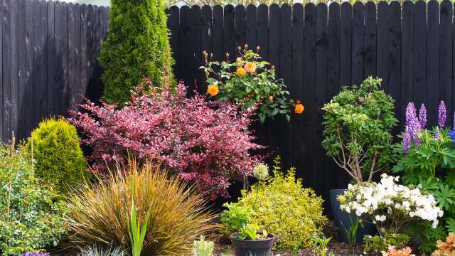 A vibrant garden displaying a variety of colorful flowers and lush greenery against a black wooden fence.