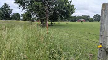 A lush grassy field bordered by a fence, with a few trees and a red barn in the background under a cloudy sky.