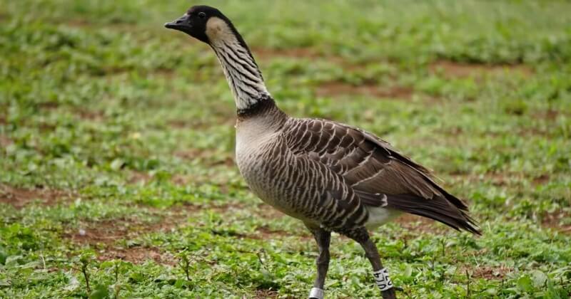 A nēnē with tags on its ankles struts across a field at Pu'u O Hōkū Ranch.