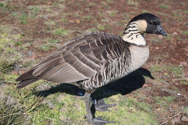 A nēnē stands on grass.