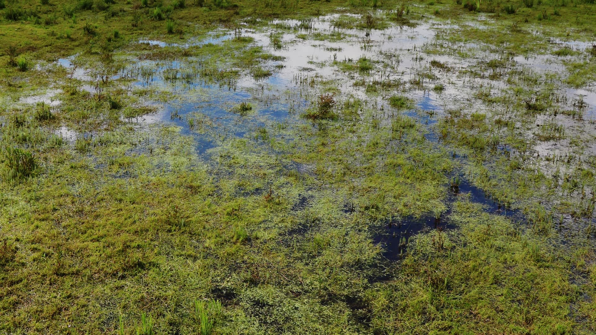 Every summer, divers stalk milfoil on a New Hampshire lake, where the invasive plant keeps winning