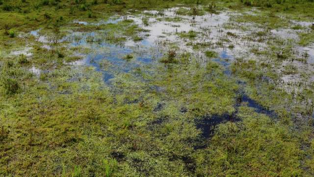A wetland area with patches of water and lush green vegetation reflecting the sky above.