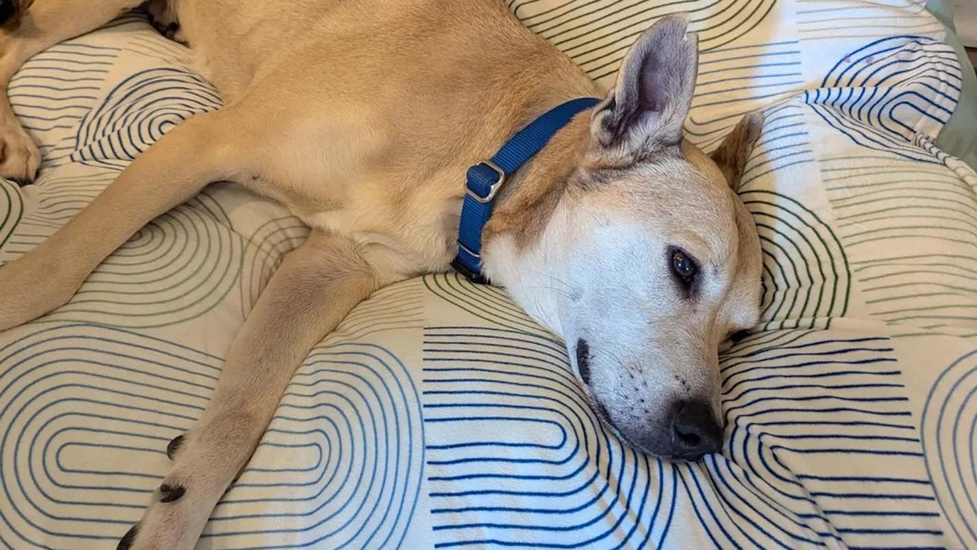 A relaxed dog with a blue collar lies on a patterned blanket, resting its head on the fabric.
