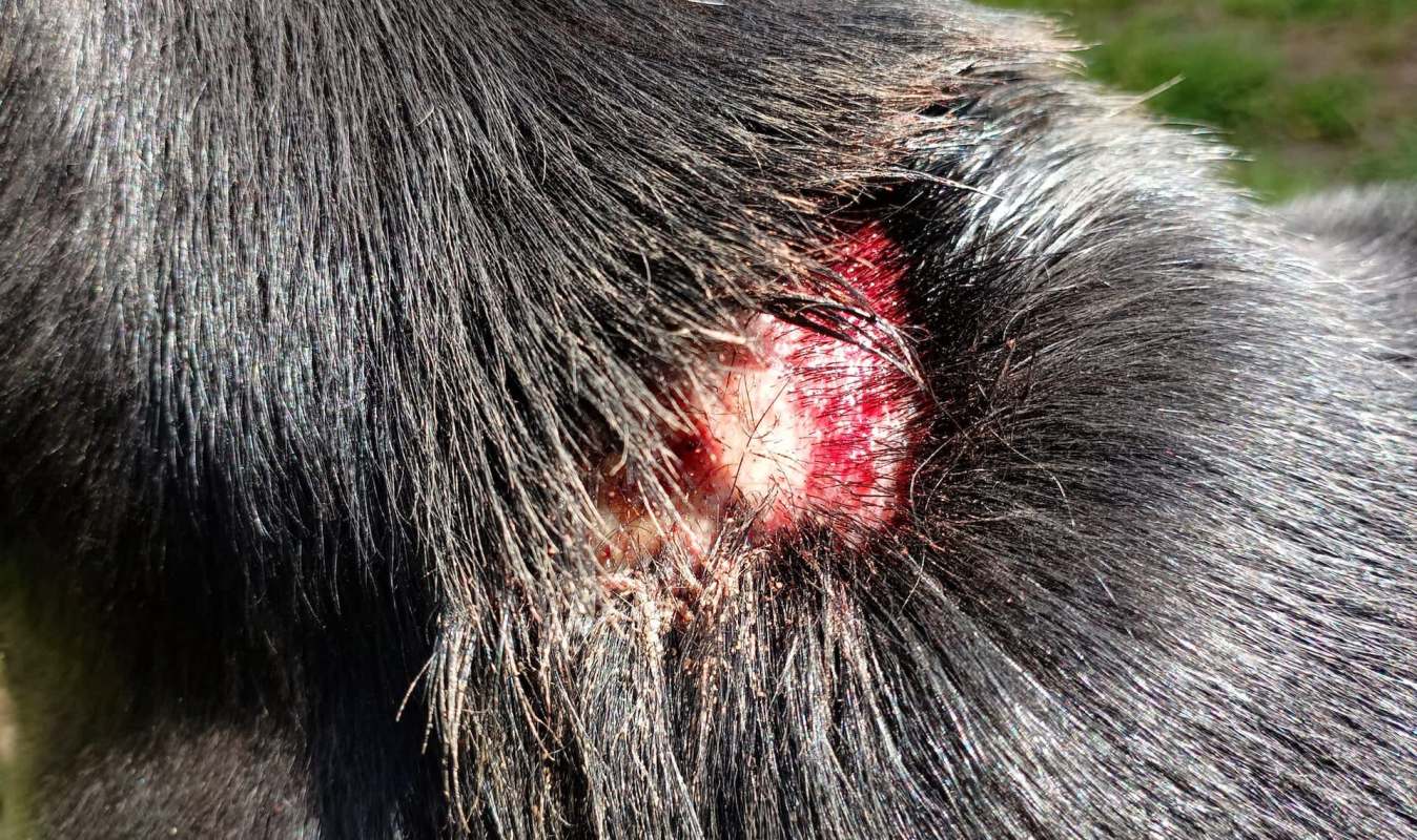 A close-up of an injured area on a black dog's coat, showing raw skin and blood.