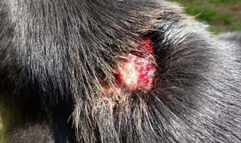 A close-up of an injured area on a black dog's coat, showing raw skin and blood.