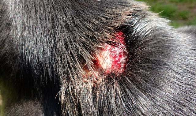 A close-up of an injured area on a black dog's coat, showing raw skin and blood.