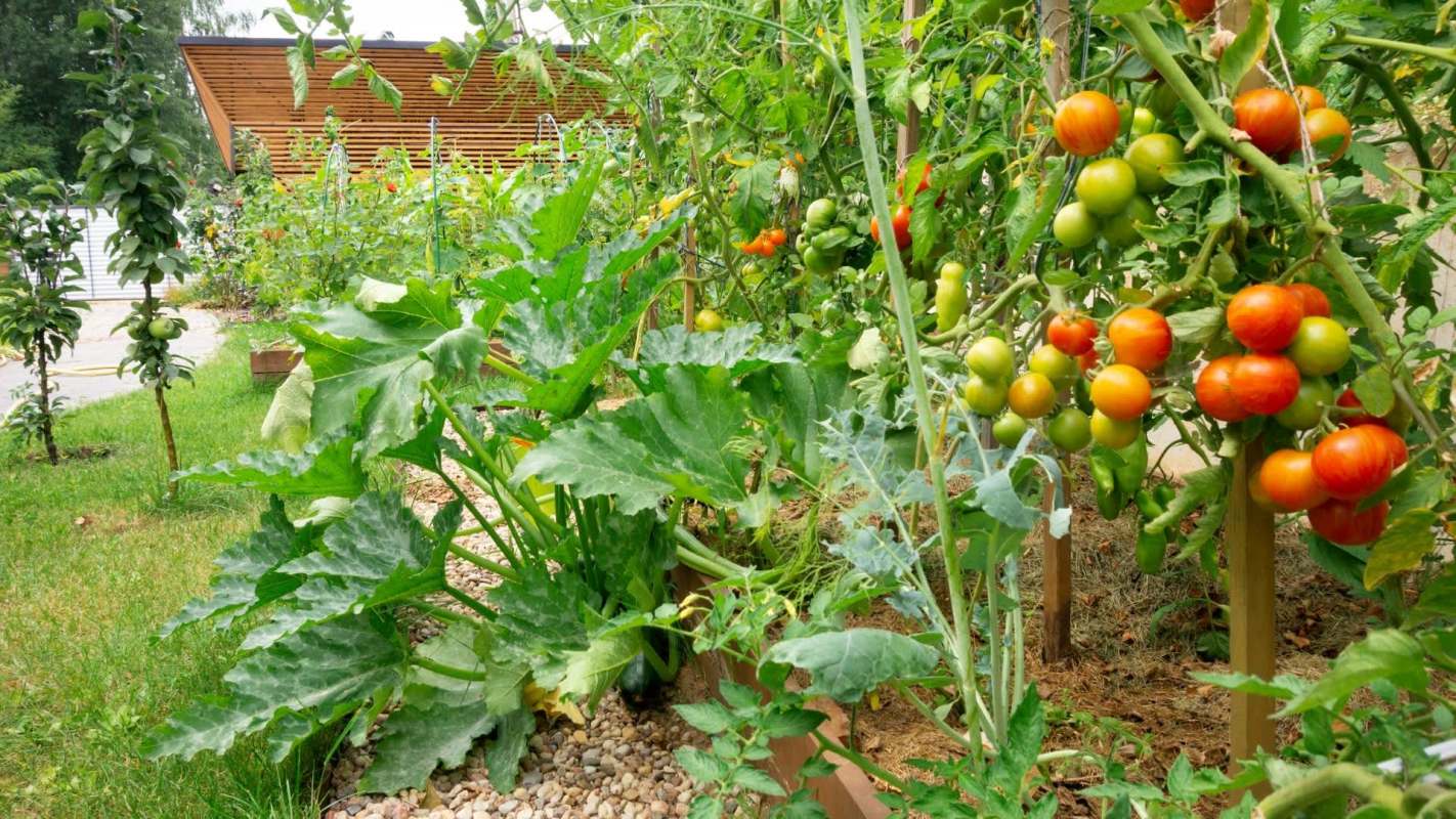 A lush vegetable garden with ripe tomatoes and zucchini leaves.