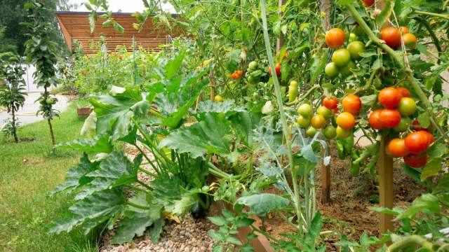 A lush vegetable garden with ripe tomatoes and zucchini leaves.