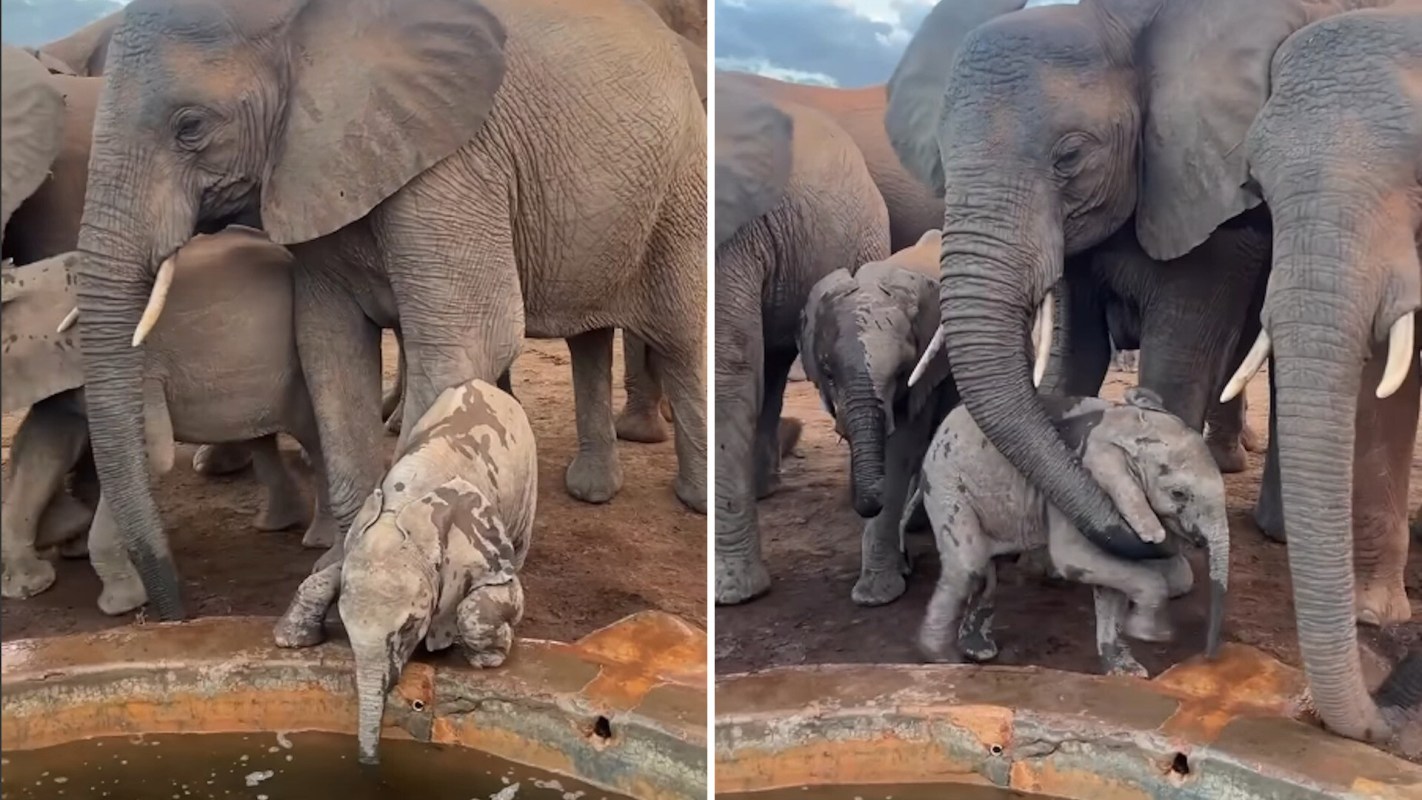 A group of elephants, including calves, clustered around a water source in a dusty environment.