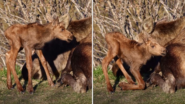 A young moose calf stands beside a larger moose in a grassy area surrounded by trees.