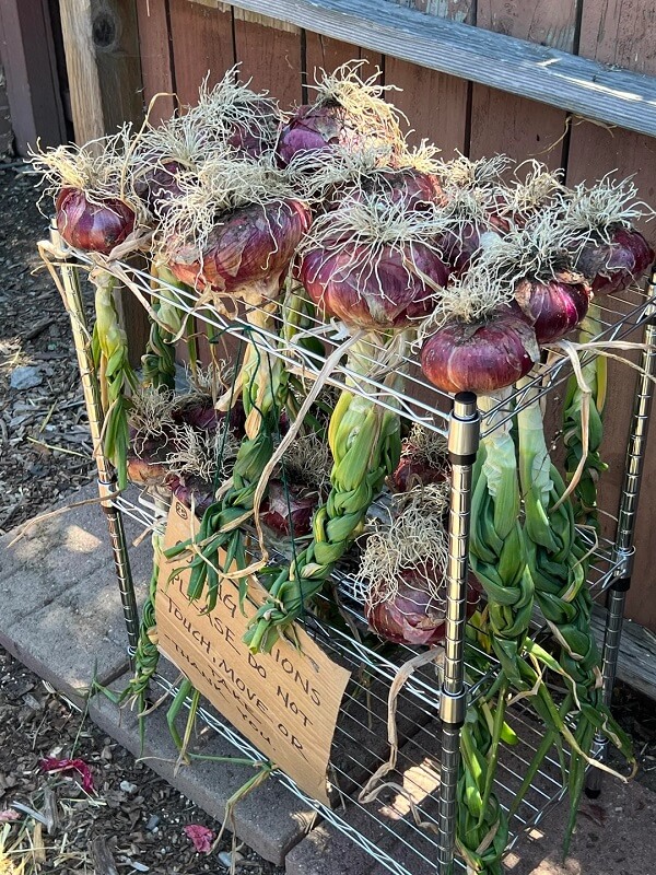 A group of red onions with long, white root sprouts resting on a wooden surface.