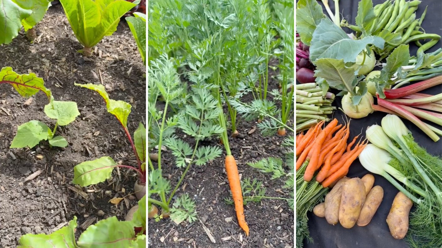 Three panels showcasing a vegetable garden with beets, carrots, and a variety of freshly harvested vegetables.