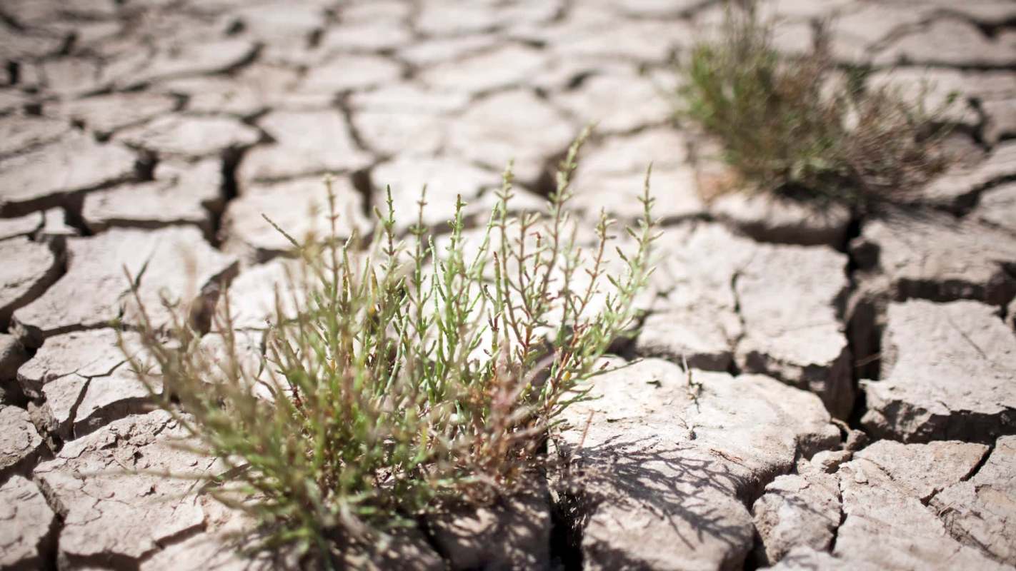 Grass growing in cracked dry soil