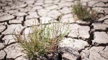Green plants growing in cracked dry soil under bright sunlight.