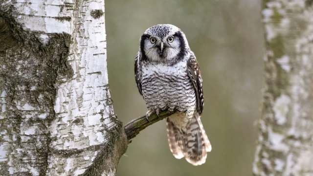 A snowy owl perched on a branch beside a birch tree, with a blurred background of forest greenery.